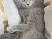 4 aylık british shorthair aşıları vurulmadı