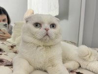 Safkan mavi gözlü scottish fold ismine duyarlı