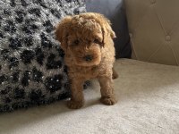 Toy poodle köpeğimizi sahiplendirme