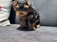 Wc eğitimli anti allerjik tea cup yorkshire terrier