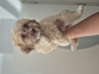 Maltipoo yavrum 55 gunluk