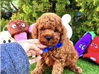 IRKININ EN GÜZEL TOY POODLE BEBEKLERİ