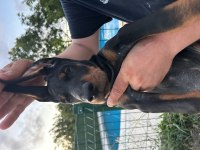 Şampiyon doberman yavruları