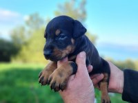 A kalite king doberman bebekler