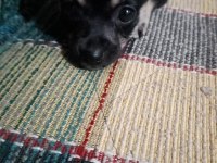 Orjinal pinscher minyatür 0 numara dişi