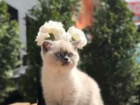 Brıtısh Shorthair Blue Point Yavrularım