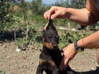 Show kalite doberman yavrular