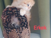 British Longhair Golden secereli anne babadan
