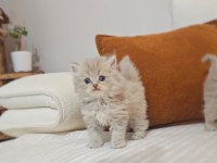 Muhteşem british longhair safkan yavrularım