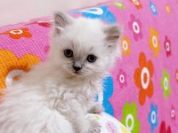 %100 orijinal british longhair yavru