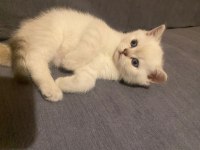 Dişi blue point british shorthair