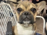 French bulldog köpeği