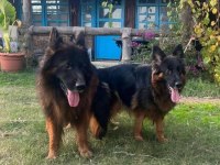 Show alman çoban köpeği yavrularımız