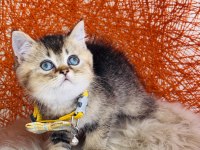 British shorthair black golden yavru