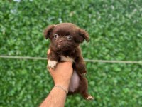 Teacup Elma Kafa Tuvalet Eğitimli 3 Aylık 5 Yavru Şivava