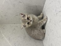 OYUNCU BİR BEBEK KEDİMİZ