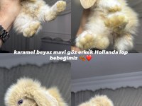 HOLLANDA LOP TAVŞANLARIMIZ HER İLE GÖNDERİM VAR