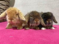 Yavru Hollanda Lop Tavşanı