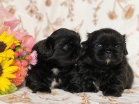 Black korekani maltipoo uygun