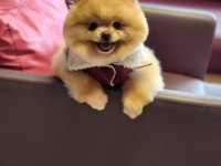 Efsane yetişkin erkek 16 aylık pomeranian