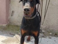 Anne baba FCİ KİF A şecere doberman yavruları