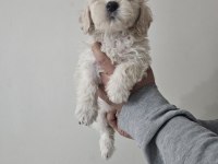 Maltipoo dişi köpeğimiz