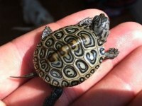 Kapıda Ödeme Yapabileceğiniz Güvenli Teslimat Kaplumbağa