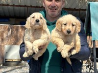 Golden retriever yavrularımız ırk garantilidir