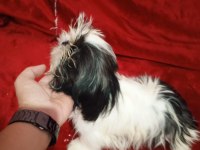 Shih tzu güzeldir iyidir