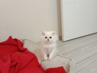 BRİTİSH 3 KARDEŞ KEDİMİZ