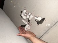 Dumbo rat yavruları