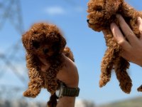 Ankaranın En Güzel Toy Poodle Yavruları
