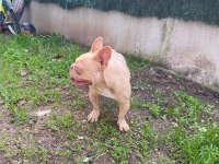 İsabella güzel bir french bulldog erkeği
