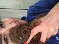 KORE KAN VE KG GARANTİLİ POODLE BEBİŞLERİMİZ