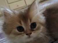 British golden
