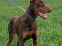 10 aylık kızıl doberman erkek
