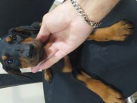 Üst kalite siyah ve Kızıl Doberman yavruları