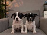 French Bulldog Yavrular Irk Sağlık Garantili