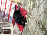 3 yaşında tam korumacı cane corso dişi