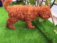 TOY POODLE ERKEK VE DİŞİ
