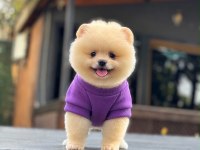 Sağlık ve ırk garantili pomeranian