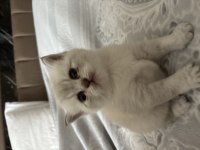 Safkan Ve İri Cins British Shorthair Anne Altından