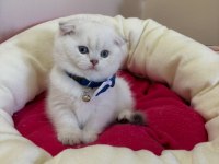 Scottish Fold Erkek Yavrumuza Yuva (Uyguna)