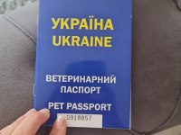 UKRAYNA PASAPORTLU AYI SURAT POMERANİAN BOO