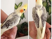 EV ÜRETİMİ RENK GÜZELİ JUMBO BOY MÜKEMMEL SULTAN YAVRULAR