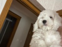 Terrier Oğlum
