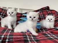 Evinizin Neşesi Brıtısh Shorthair Yavrularım