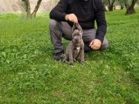 Cane corso erkek 2,5 aylık