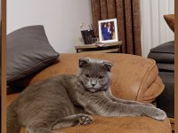 British Shorthair Gri Kedimiz