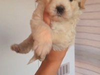 Oyuncu bebek köpeklerim
